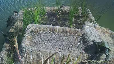 Turtle Island wildlife capture