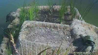 Turtle Island wildlife capture