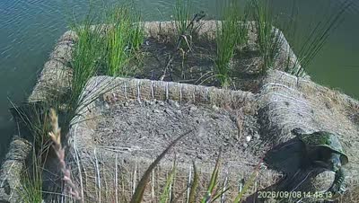 Turtle Island wildlife capture