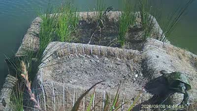 Turtle Island wildlife capture
