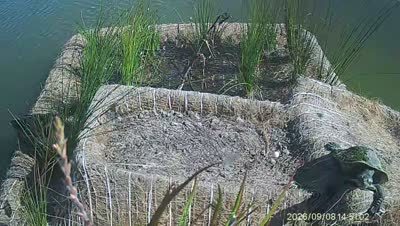 Turtle Island wildlife capture