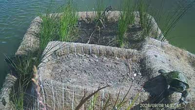 Turtle Island wildlife capture