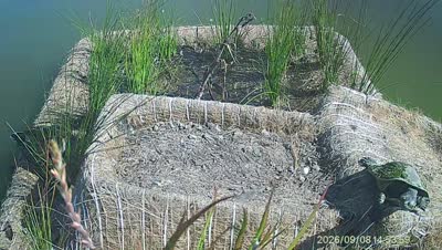 Turtle Island wildlife capture
