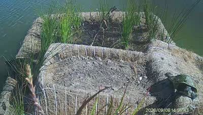 Turtle Island wildlife capture