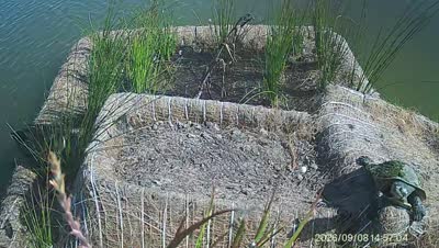 Turtle Island wildlife capture