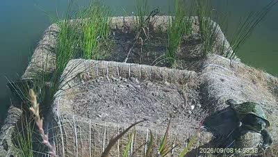 Turtle Island wildlife capture