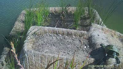 Turtle Island wildlife capture