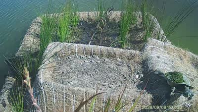 Turtle Island wildlife capture