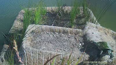 Turtle Island wildlife capture