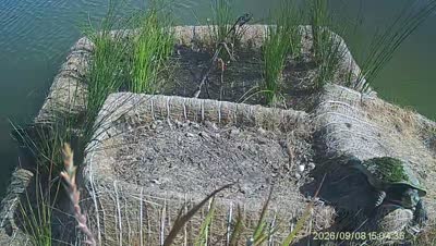 Turtle Island wildlife capture