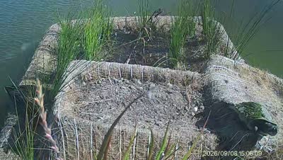 Turtle Island wildlife capture