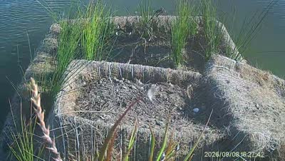 Turtle Island wildlife capture