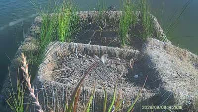 Turtle Island wildlife capture
