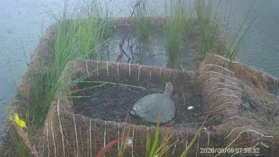 Turtle Island wildlife capture