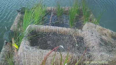Turtle Island wildlife capture