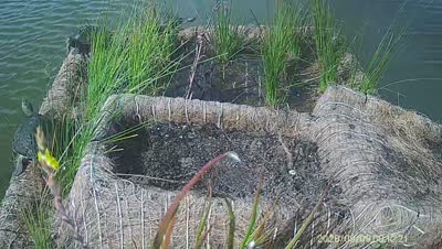 Turtle Island wildlife capture