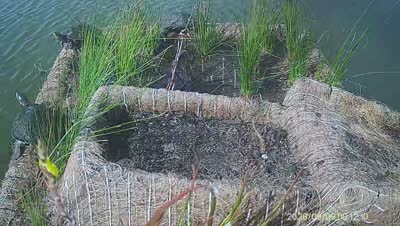Turtle Island wildlife capture