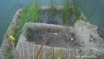 Turtle Island wildlife capture