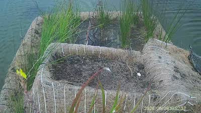 Turtle Island wildlife capture