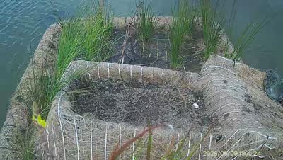 Turtle Island wildlife capture