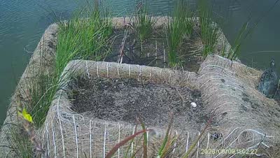 Turtle Island wildlife capture