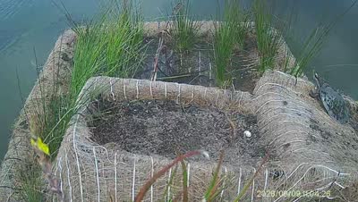 Turtle Island wildlife capture