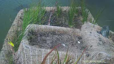 Turtle Island wildlife capture