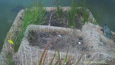 Turtle Island wildlife capture