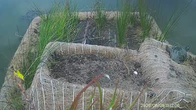 Turtle Island wildlife capture