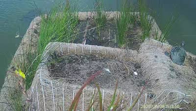 Turtle Island wildlife capture