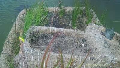 Turtle Island wildlife capture