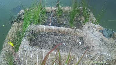 Turtle Island wildlife capture