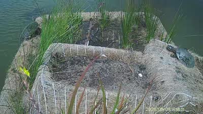 Turtle Island wildlife capture