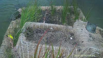 Turtle Island wildlife capture