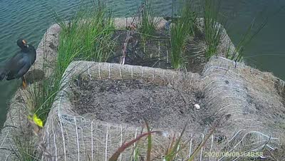 Turtle Island wildlife capture