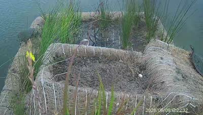 Turtle Island wildlife capture
