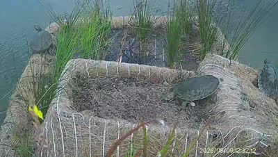 Turtle Island wildlife capture