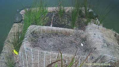 Turtle Island wildlife capture