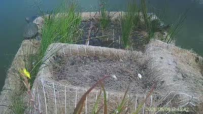 Turtle Island wildlife capture