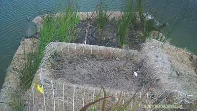 Turtle Island wildlife capture