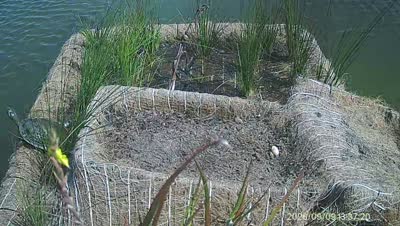 Turtle Island wildlife capture
