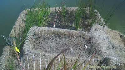 Turtle Island wildlife capture