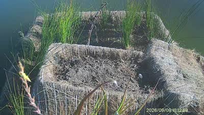 Turtle Island wildlife capture