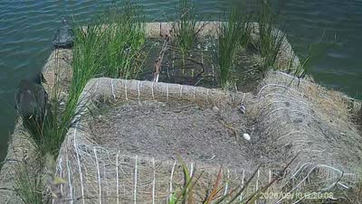 Turtle Island wildlife capture