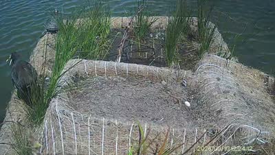 Turtle Island wildlife capture