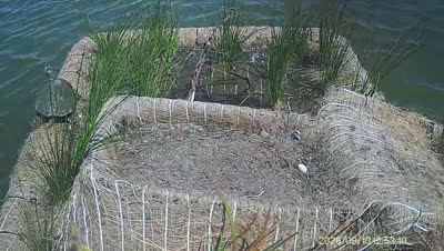 Turtle Island wildlife capture