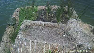 Turtle Island wildlife capture