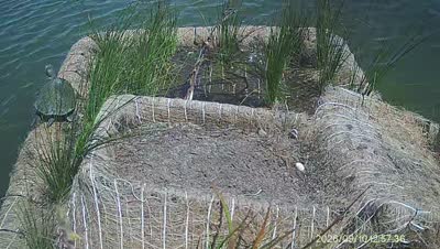 Turtle Island wildlife capture