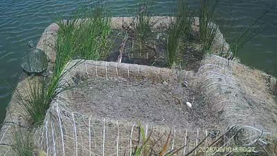 Turtle Island wildlife capture
