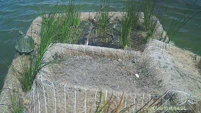 Turtle Island wildlife capture